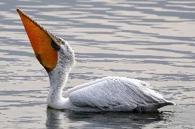 A Pelican Catches A Fish - Ajmer