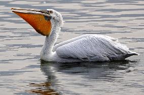 A Pelican Catches A Fish - Ajmer