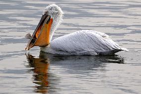 A Pelican Catches A Fish - Ajmer