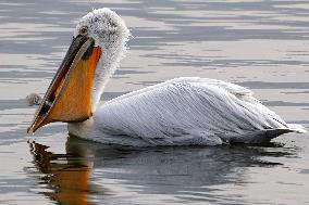 A Pelican Catches A Fish - Ajmer