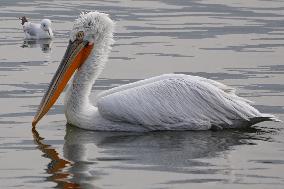 A Pelican Catches A Fish - Ajmer