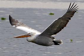 A Pelican Catches A Fish - Ajmer