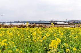 Rapeseed Flower Field