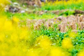 Rapeseed Flower Field