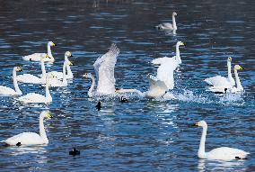 Yellow River Wetland Swan in Yuncheng