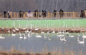 Yellow River Wetland Swan in Yuncheng