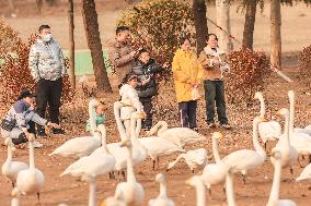 Yellow River Wetland Swan in Yuncheng