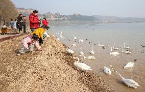 Yellow River Wetland Swan in Yuncheng