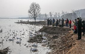 Yellow River Wetland Swan in Yuncheng