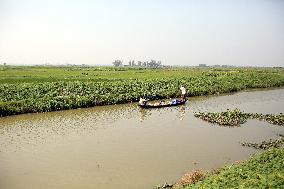 Agriculture In Bangladesh
