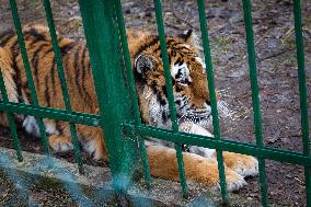 Wild Animals Rescue Center in Kyiv region