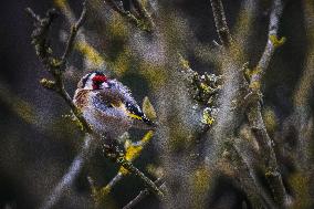 European Goldfinch - Rambouillet