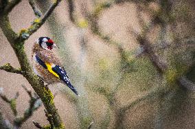 European Goldfinch - Rambouillet