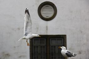 Daily Life In Porto