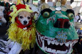 Chinese New Year Of The Dragon In Mexico