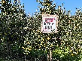 Apple Picking In Canada