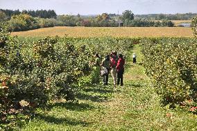 Apple Picking In Canada
