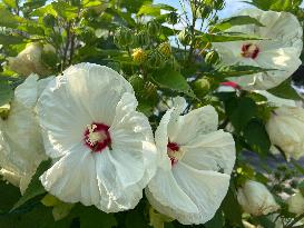 White Hibiscus Flowers In Canada