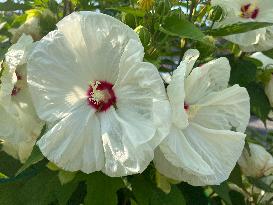 White Hibiscus Flowers In Canada