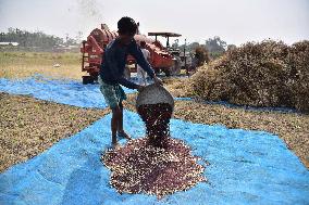 Mustard Harvesting  In India
