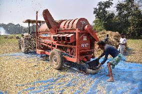 Mustard Harvesting  In India