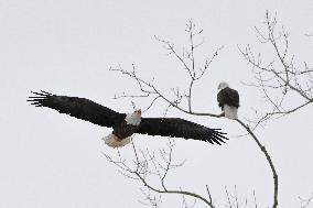 Bald Eagles In Des Moines