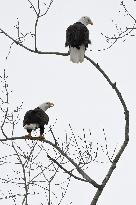 Bald Eagles In Des Moines