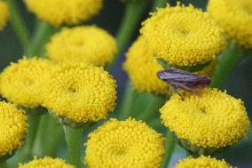 Leafhopper On Yellow Tansy Flowers