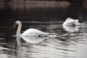 Swans in Kyiv