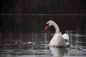Swans in Kyiv