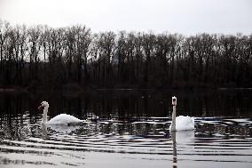 Swans in Kyiv