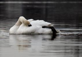 Swans in Kyiv