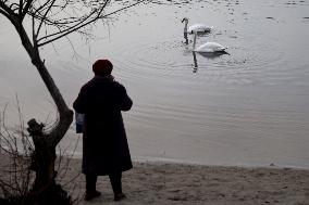 Swans in Kyiv