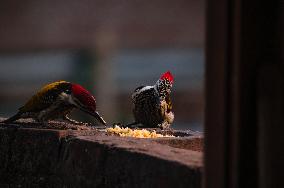 Animal India -  Black-rumped Flameback Woodpecker - Dinopium Benghalense