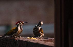 Animal India -  Black-rumped Flameback Woodpecker - Dinopium Benghalense