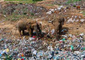 Elephant Crisis In Sri Lanka