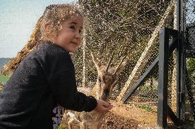 Gazelles Find Sanctuary In Hatay - Turkey