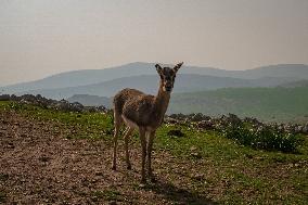 Gazelles Find Sanctuary In Hatay - Turkey