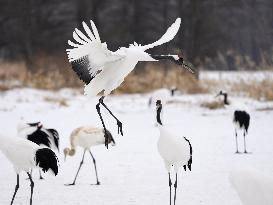 Red-crowned cranes in Hokkaido