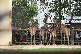 Tourists Visit Various Animal Halls at Nanning Zoo