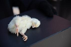 Protest Against Genetically Manipulated Chickens - Paris