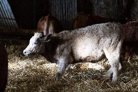 PM Attal Visits A Cattle Farm - Janvilliers