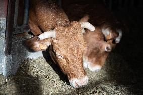 PM Attal Visits A Cattle Farm - Janvilliers