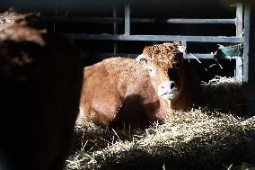 PM Attal Visits A Cattle Farm - Janvilliers