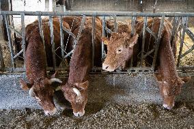 PM Attal Visits A Cattle Farm - Janvilliers