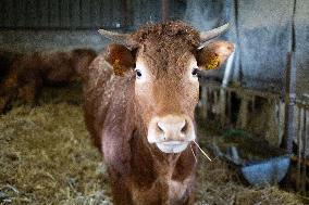 PM Attal Visits A Cattle Farm - Janvilliers