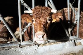 PM Attal Visits A Cattle Farm - Janvilliers