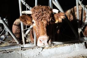 PM Attal Visits A Cattle Farm - Janvilliers