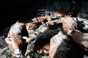 PM Attal Visits A Cattle Farm - Janvilliers