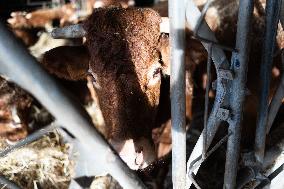 PM Attal Visits A Cattle Farm - Janvilliers